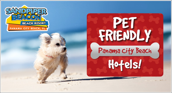 Sandpiper Beacon Beach Resort Blog Pet Friendly Hotels In Panama City 