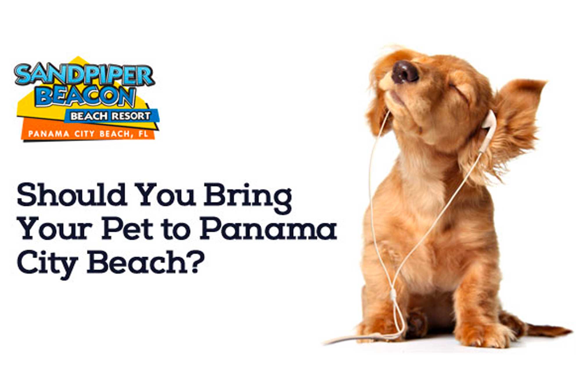 Should You Bring Your Pet?